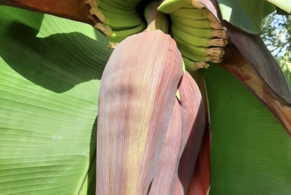 L' Atout santé, la fleur de banane 