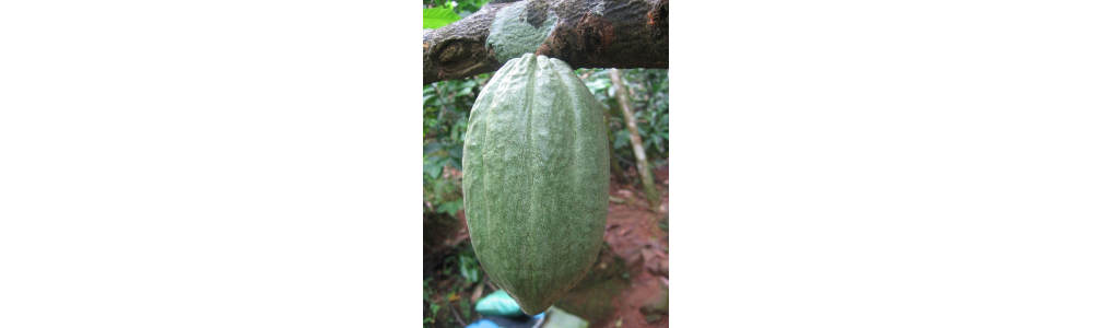 LE BEURRE DE CACAO ou L'ingrédient miracle des peaux sèches