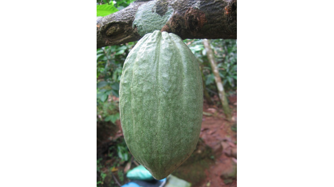 LE BEURRE DE CACAO ou L'ingrédient miracle des peaux sèches