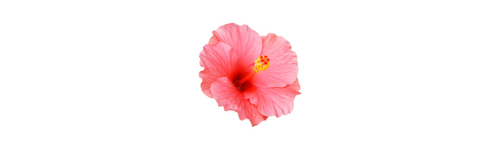 L' HUILE D'HIBISCUS