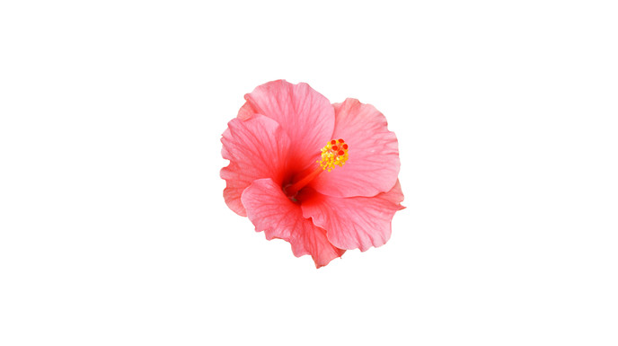 L' HUILE D'HIBISCUS